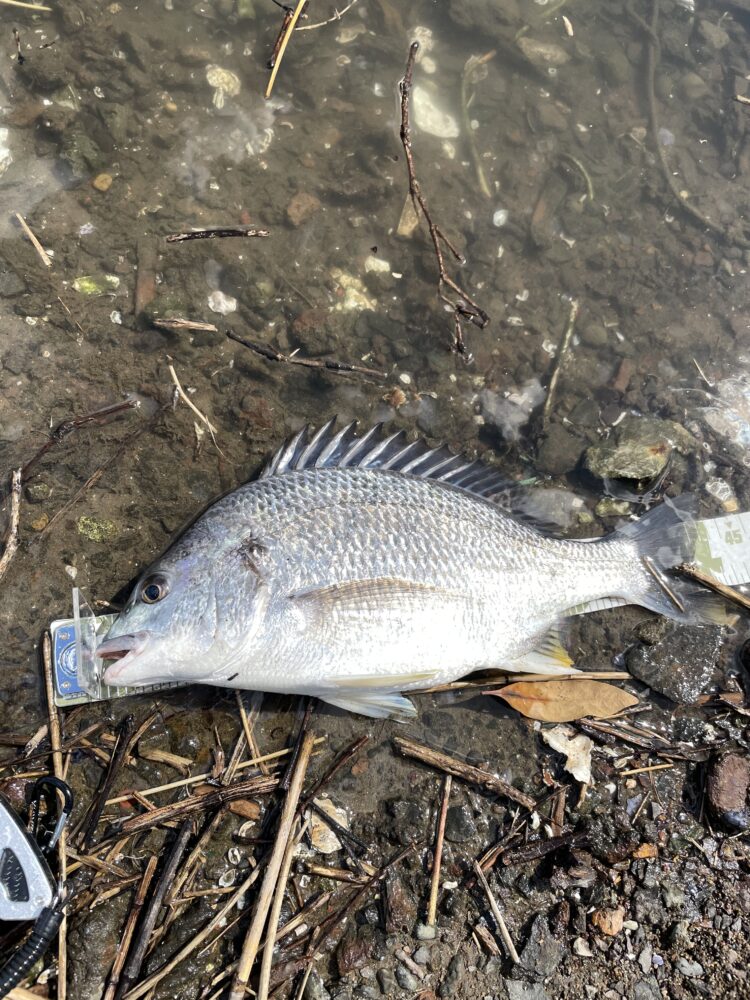 礁楽で釣ったキビレ