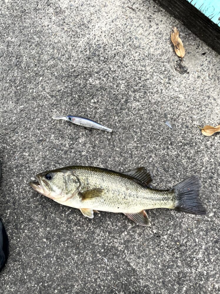 ダウズビドーで釣ったバス