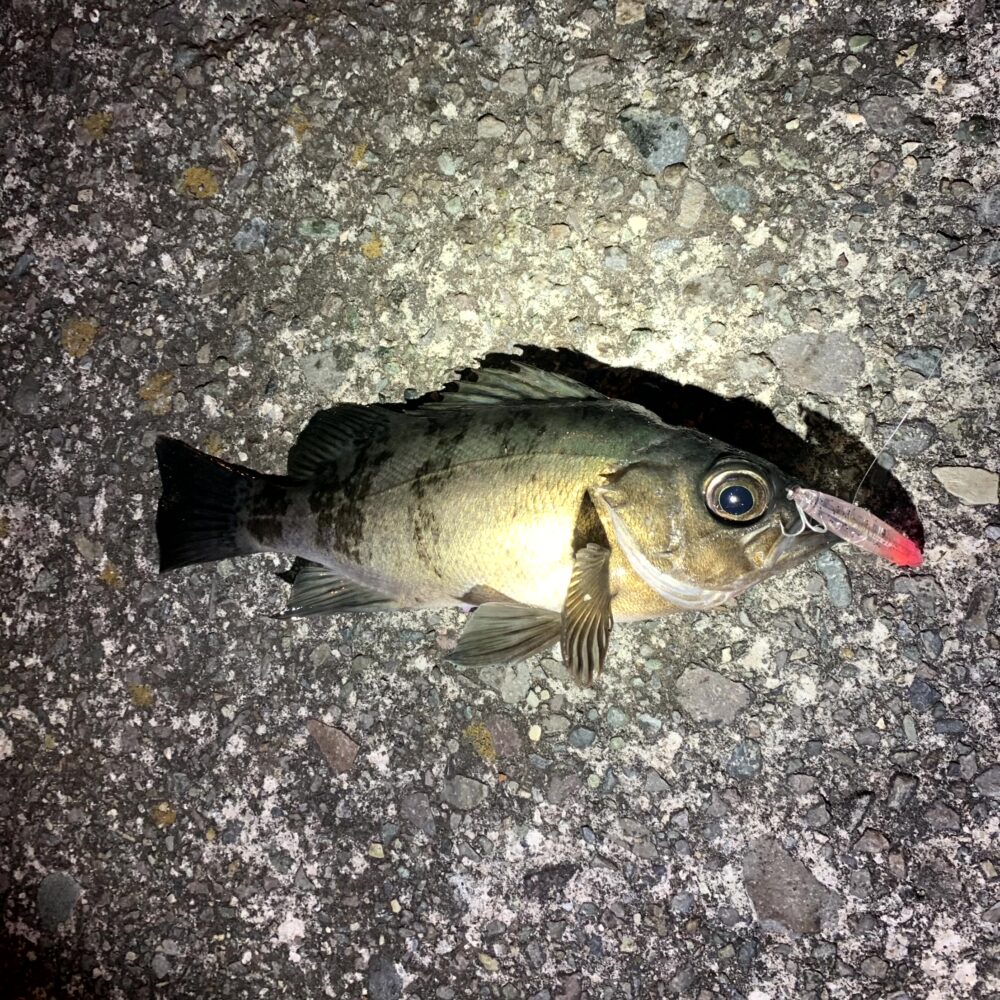 プラグで釣れたメバル