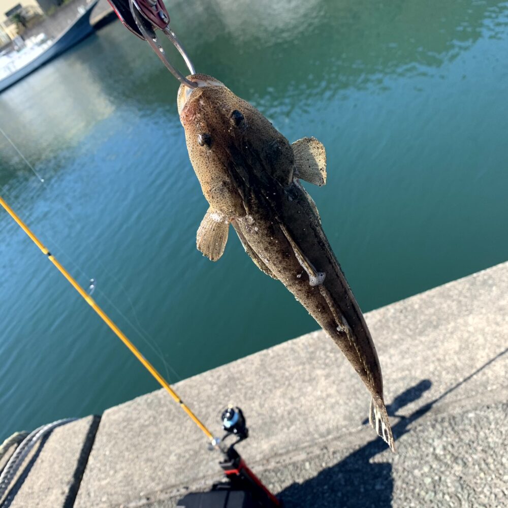 ライトワインドで釣れたマゴチ