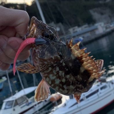 ライトワインドで釣れたカサゴ